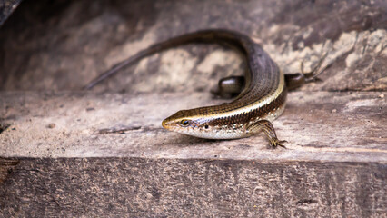 A Scincidae, foraging for food, in a farmer's garden.
