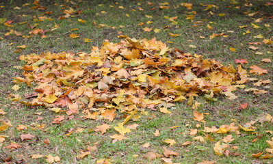 A pile of yellow leaves on the green grass