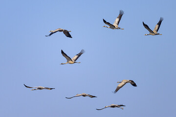 A group of Common Cranes flying blue sky