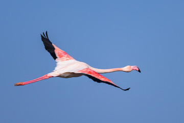 Fototapeta premium A Greater Flamingo flying on a sunny day