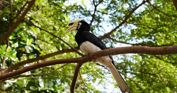 Oriental Pied Hornbill|Anthracoceros albirostris|斑犀鳥