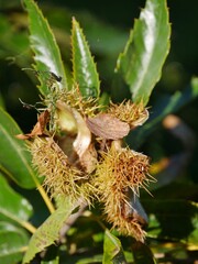 Kastanienfrucht im Sonnenlicht im Ohlsdorfer Friedhof
