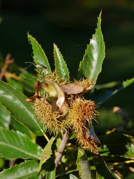 Kastanienfrucht im Sonnenlicht im Ohlsdorfer Friedhof