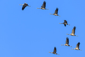 A group of Common Cranes flying blue sky