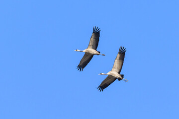 A group of Common Cranes flying blue sky