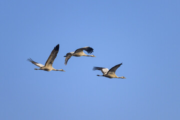 A group of Common Cranes flying blue sky