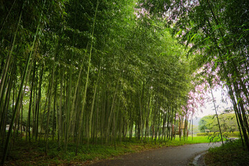 Fototapeta na wymiar 青く茂った涼し気な竹林の小径