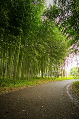 青く茂った涼し気な竹林の小径