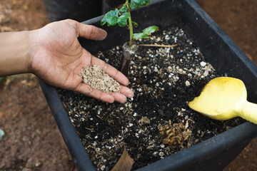 using agricultural lime on a plant, use for raising soil PH. The process of adding lime to the soil...