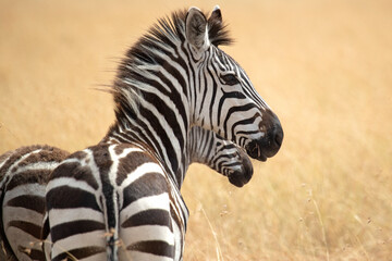 Common zebra in the savannah of the Masai Mara national park at first light on a cloudy summer day