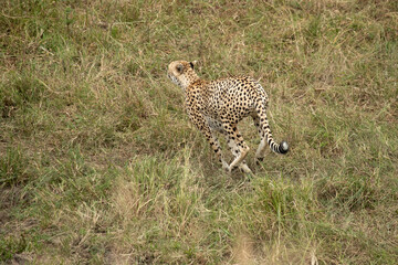 Cheetah in a bush savanna area at first light in the Masai Mara