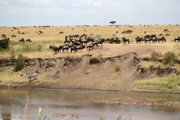 Common zebras and Wildebeest on the Mara River plains in the Masai Mara before crossing the river...