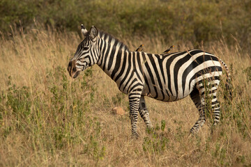 Fototapeta na wymiar common zebra in the grasslands of the African savannah with the last light of the day