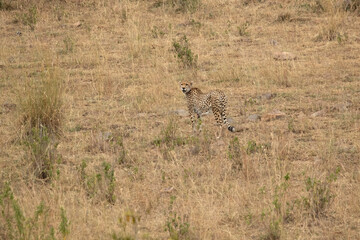 Cheetah in a bush savanna area at first light in the Masai Mara