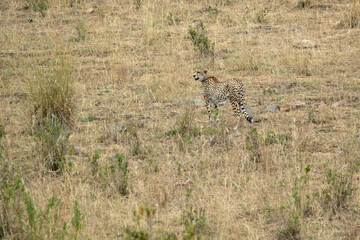 Cheetah in a bush savanna area at first light in the Masai Mara