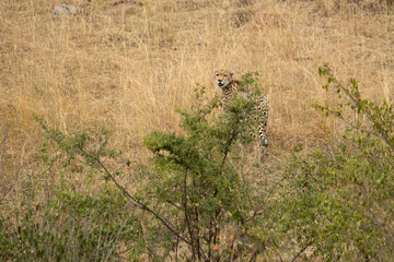 Cheetah in a bush savanna area at first light in the Masai Mara