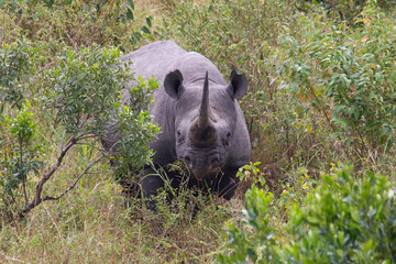 Black rhinoceros in a wooded area of a stream within the African savanna with the last light of the day