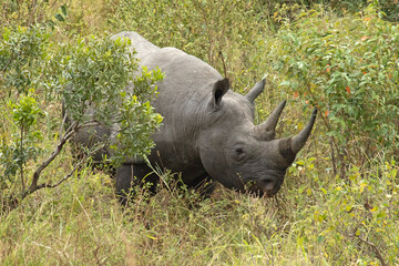Black rhinoceros in a riverside forest of Masai Mara National Park with the last light of a cloudy day