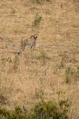 Cheetah in a bush savanna area at first light in the Masai Mara