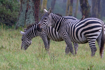 Common zebra in the savannah of the Masai Mara national park at first light on a cloudy summer day