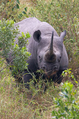 Black rhinoceros in a wooded area of a stream within the African savanna with the last light of the day