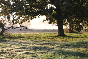 Nature shot along the Neosho River in Oklahoma