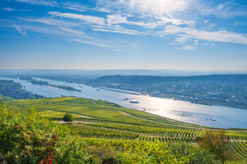 View from the vineyards above the Rhine near Rüdesheim/Germany down into the valley on a sunny autumn morning