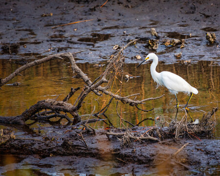 great white heron in a stream