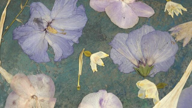 Dried pressed mallow flowers placed on the metal sheet with traces of rust and blue paint, background