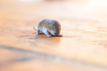 a little cub mouse, a baby vole on a wooden plank - obrazy, fototapety, plakaty