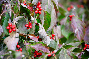 Autumn foliage and red berries of the native American dogwood tree, Cornus florida, in south central Kentucky. Shallow depth of field. Selective focus with blurred background.