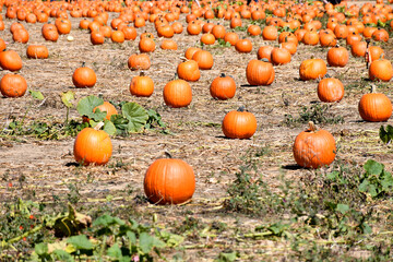 Pumpkin patch at farm rural Georgia, USA