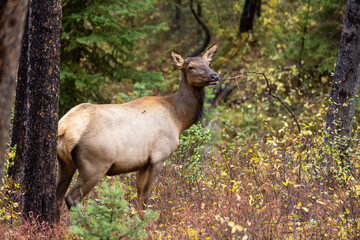 Naklejka na ściany i meble Cow Elk in Wyoming in Autumn