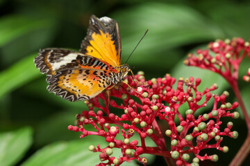 The beautiful butterfly on flower is eatting flower in nature garden