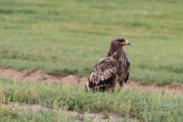 The splendid eagle, queen of the Mongolian skies