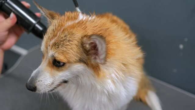 A groomer carefully trims the paw of a corgi dog cuts the fur in professional salon close-up pet care