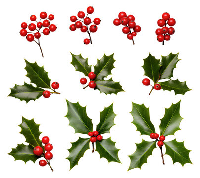 Holly berries and leaves isolated on transparent background. Christmas and New Year holidays.