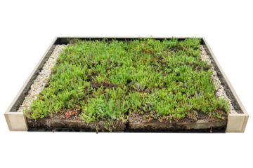 Wooden display of construction of a sedum roof