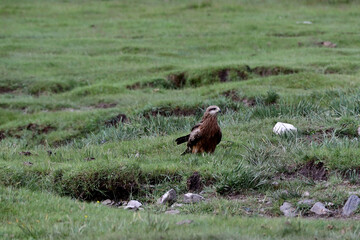 The splendid eagle, queen of the Mongolian skies
