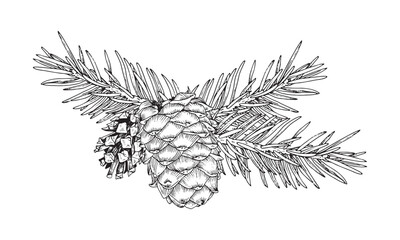 Spruce branch with pinecone. Vector illustration of pine cone and fir twig. Hand drawn graphic clip art on isolated background. Christmas tree outline sketch. Black contour line art