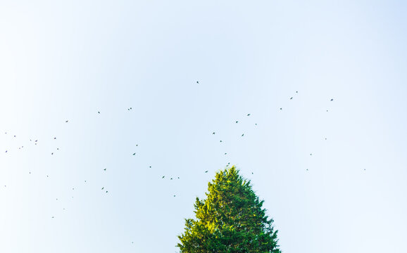 A flock of birds flying around a treetop in a pale blue sky