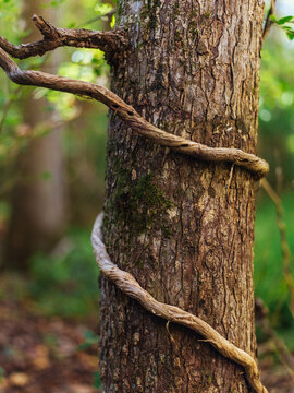 A vine loops around a tree in a clearing in the woods