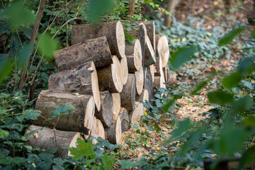 Ein Stapel Holz liegt im Wald