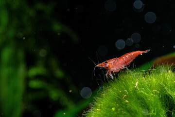 Red shrimp in the aquarium.