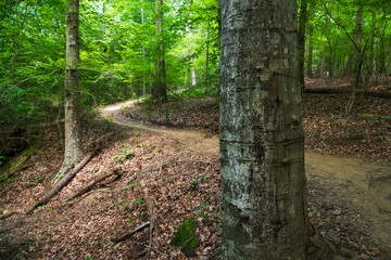 A winding path through the woods in a southern forest