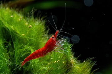 Red shrimp in the aquarium.