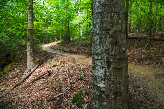 A winding path through the woods in a southern forest