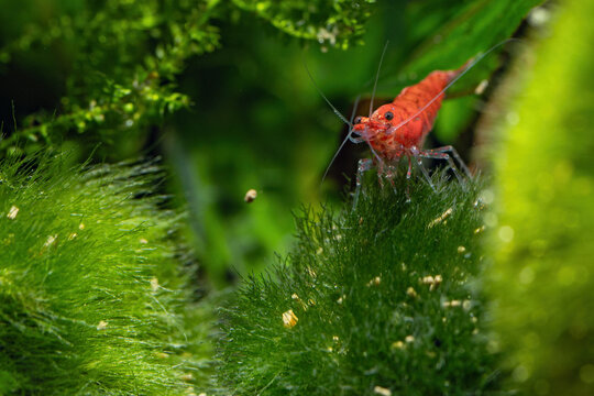 Red shrimp in the aquarium.