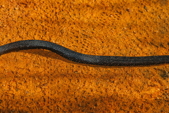Closeup of a black Rat Snake moving across a clay-brown dirt road with tire tracks