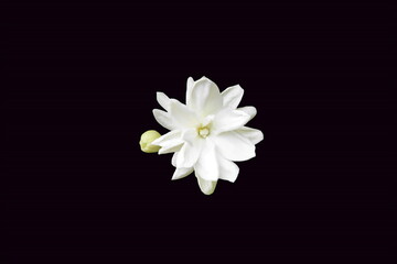 beautiful fresh jasmine  white flower texture in black background,in india known as mogra,jui,chameli,mallika,jai,it is national flower of philippines 